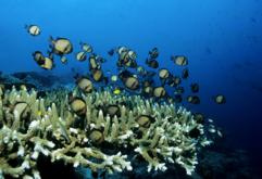 Bali Scuba Diving Holiday - Werner Lau Dive Centre.